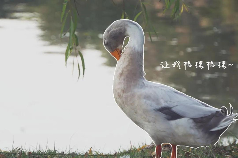 開(kāi)學(xué)了，一起來(lái)尋找校園里隱藏的小驚喜吧